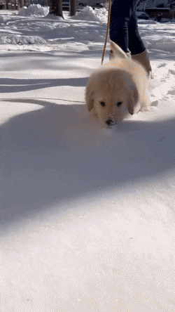 17320025846367.gif